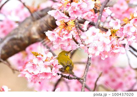 メジロと河津桜 100437020