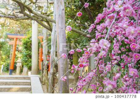 道明寺天満宮　和合稲荷社　満開の梅林 100437778