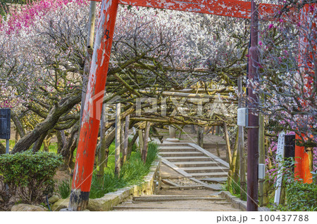 道明寺天満宮　満開の梅園　朽ちた朱鳥居　梅のトンネル（大阪府藤井寺市） 100437788