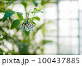 ハウスで飼育されるオオゴマダラの蝶 100437885