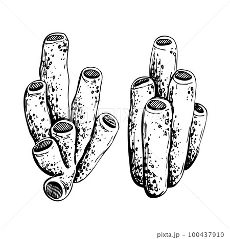 Marine sponges are tubular. Isolated object drawn by hand in graphic technique. Vector illustration for beach, summer, nautical decoration and design. 100437910