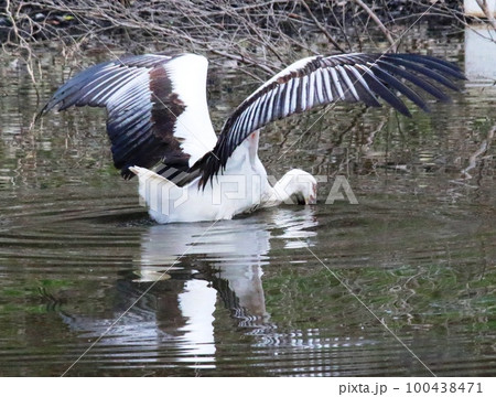 コウノトリ 100438471