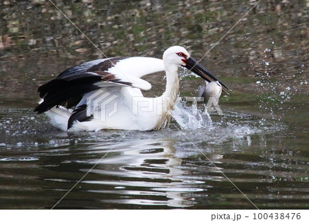 コウノトリ 100438476