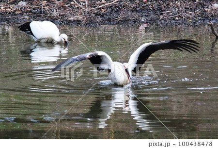 コウノトリ コウノトリ 100438478