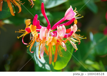 ハニーサックル ハニーサックル 100438528