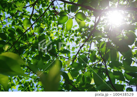 新緑イメージ 新緑イメージ 100438529