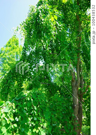 シダレカツラ シダレカツラ 100438532