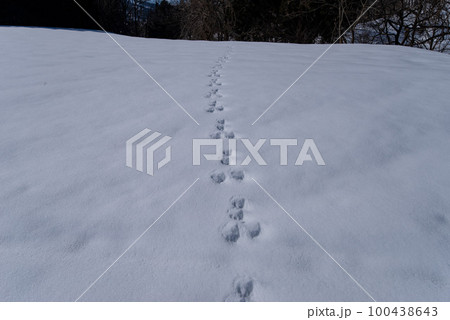 雪上の足跡(ウサギ) 雪上の足跡(ウサギ) 100438643
