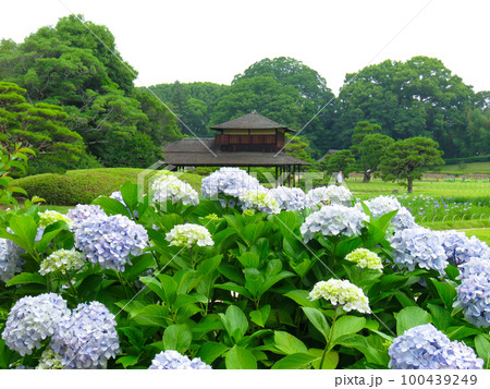 岡山後楽園のアジサイと流店 岡山後楽園のアジサイと流店 100439249