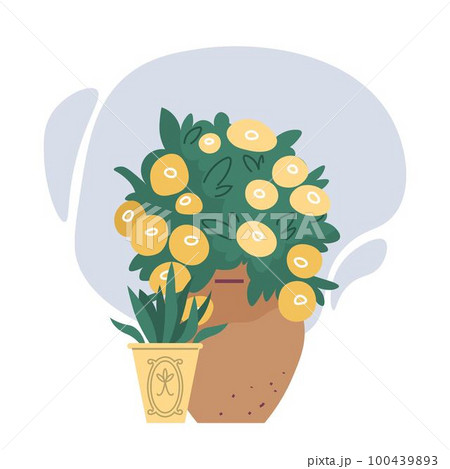 Indoor garden plants and fresh flowers in pot isolated on white. House growing potted houseplants Indoor garden plants and fresh flowers in pot isolated on white. House growing potted houseplants 100439893
