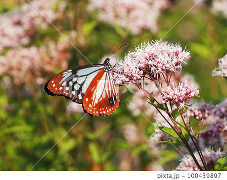 アサギマダラ アサギマダラ 100439897