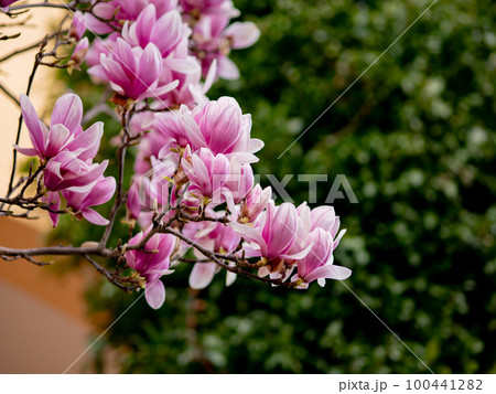 Blooming magnolia. Large pink with a hint of purple flowers on a magnolia tree in early spring. Beautiful magnolia spring blossoms on the street. Rovinj, Istria, Croatia - March 12, 2023 100441282