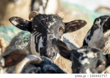 Cluse up of Blackface Sheep in the snow in Ireland Cluse up of Blackface Sheep in the snow in Ireland 100442757