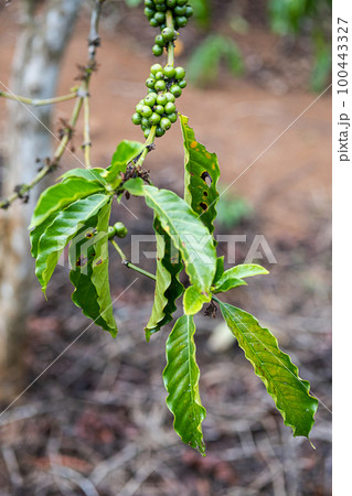 Coffee beans on coffee trees plantation, close up. Organic coffee berries in tropical garden. 100443327