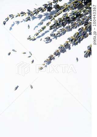 Dried lavender blossoms bundle on white. Dried lavender blossoms bundle on white. 100443367