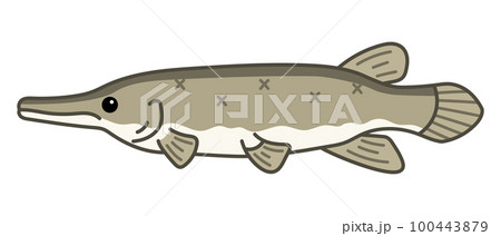 アリゲーターガー 100443879