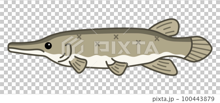 アリゲーターガー 100443879