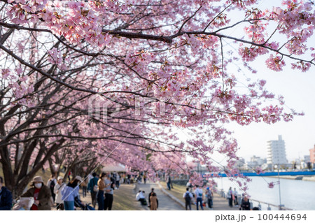 【カンザクラ】徳島中央公園の蜂須賀桜 100444694