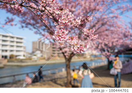 【カンザクラ】徳島中央公園の蜂須賀桜 100444701