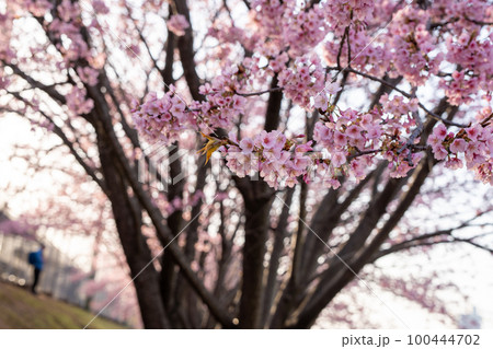 【カンザクラ】徳島中央公園の蜂須賀桜 100444702