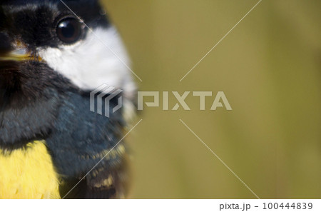 close-up portrait 100444839