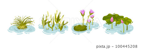 Water and Swamp Plants with Pink Waterlily Flower Vector Set 100445208