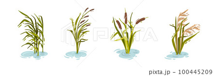 Water and Swamp Plants with Reed on Green Stalk Vector Set Water and Swamp Plants with Reed on Green Stalk Vector Set 100445209