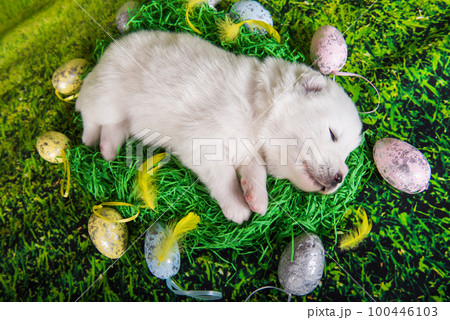 White small Samoyed puppy dog with Easter eggs on green grass background 100446103