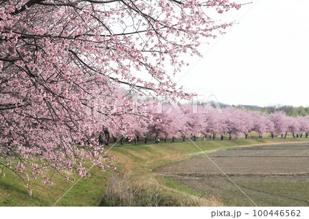 安行寒桜 安行寒桜 100446562