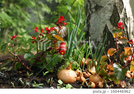 bed of red flowers and green onions 100446962