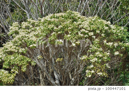 アセビの花 100447101