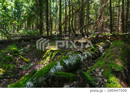 Wild forest in the early spring morning Wild forest in the early spring morning 100447509