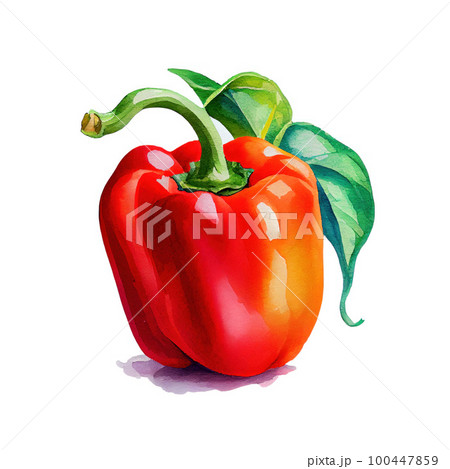 Fresh bell pepper on white background. Watercolor illustration Fresh bell pepper on white background. Watercolor illustration 100447859