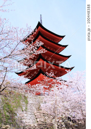 宮島五重塔と桜 宮島五重塔と桜 100448388