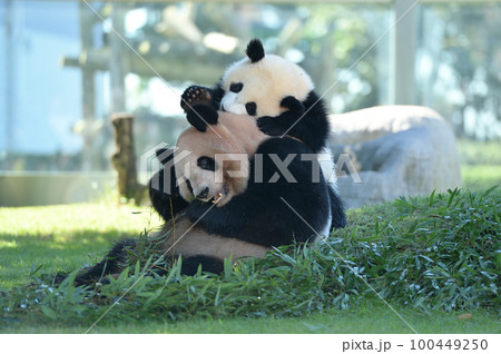 娘に食事を邪魔される良浜ママ 100449250