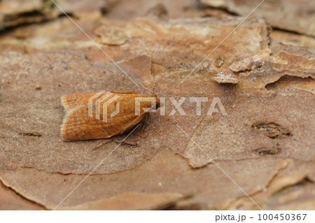 Closeup on the small and orange privet tortrix, Clepsis consimilana sitting on wood 100450367