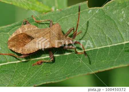 The brown Dock Bug, Coreus marginatus, is one of the more common Suashbugs in the garden The brown Dock Bug, Coreus marginatus, is one of the more common Suashbugs in the garden 100450372