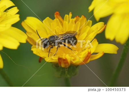 Closeup of a large-headed resin bee, Heriades truncorum on a yellow Inula flower in the garden Closeup of a large-headed resin bee, Heriades truncorum on a yellow Inula flower in the garden 100450373