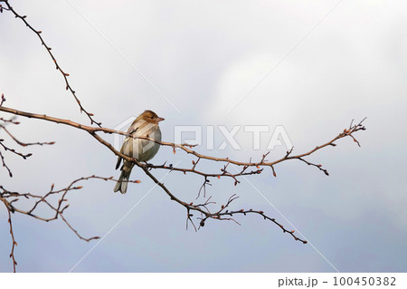 Closeup on a Chaffinch bird, Fringilla Coelebs, sitting on a small twig against a blue sky in the springtime Closeup on a Chaffinch bird, Fringilla Coelebs, sitting on a small twig against a blue sky in the springtime 100450382