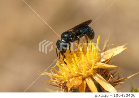 Closeup on a mediterranean small blue-eyed carpenter bee, Ceratina chalcites on a yellow thistle species 100450406