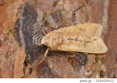 Closeup on the Brick owlet moth, Agrochola circellaris on wood 100450412
