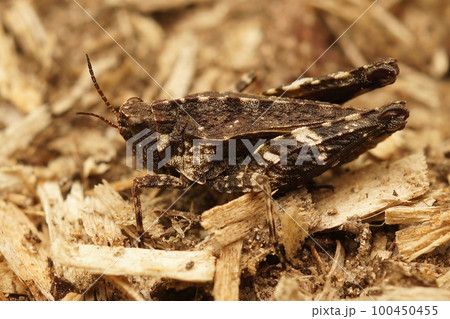 Closeup on a brown form of the common ground hopper, Tetrix undulata 100450455