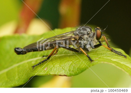 Closeup on the common awl robberfly , Neoitamus cyanurus, sitting on a green leaf 100450469