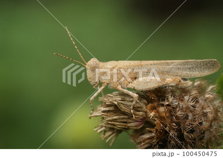 Close up of a grey colored blue winged locust, Sphingonotus caerulans 100450475