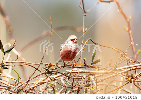美しい赤い羽根の小鳥 ベニマシコ (紅猿子) 【冬鳥・漂鳥】 美しい赤い羽根の小鳥 ベニマシコ (紅猿子) 【冬鳥・漂鳥】 100451018