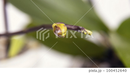 Orchid bud, focus on the bud. The concept of the arrival of spring. 100452640