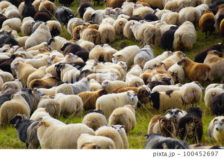 Icelandic Sheep Graze at Mountain Meadow, Group of Domestic Animal in Clear Nature. Beautiful Highlands in Iceland. Ecologically Clean Lamb Meat and Wool Production. Scenic Area 100452697