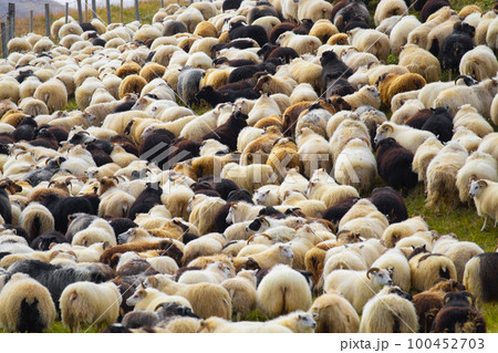 Icelandic Sheep Graze at Mountain Meadow, Group of Domestic Animal in Clear Nature. Beautiful Highlands in Iceland. Ecologically Clean Lamb Meat and Wool Production. Scenic Area 100452703