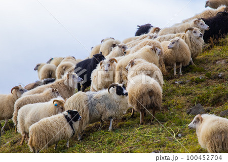 Icelandic Sheep Graze at Mountain Meadow, Group of Domestic Animal in Clear Nature. Beautiful Highlands in Iceland. Ecologically Clean Lamb Meat and Wool Production. Scenic Area 100452704