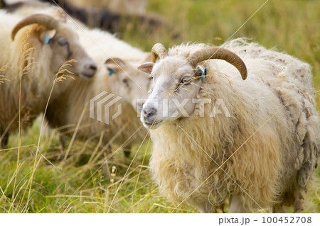 Icelandic Sheep Graze at Mountain Meadow, Group of Domestic Animal in Clear Nature. Beautiful Highlands in Iceland. Ecologically Clean Lamb Meat and Wool Production. Scenic Area Icelandic Sheep Graze at Mountain Meadow, Group of Domestic Animal in Clear Nature. Beautiful Highlands in Iceland. Ecologically Clean Lamb Meat and Wool Production. Scenic Area 100452708